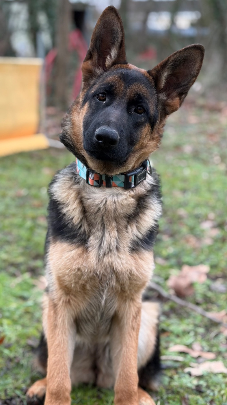 du Vent de Traverse - Chiots disponibles - Berger Allemand