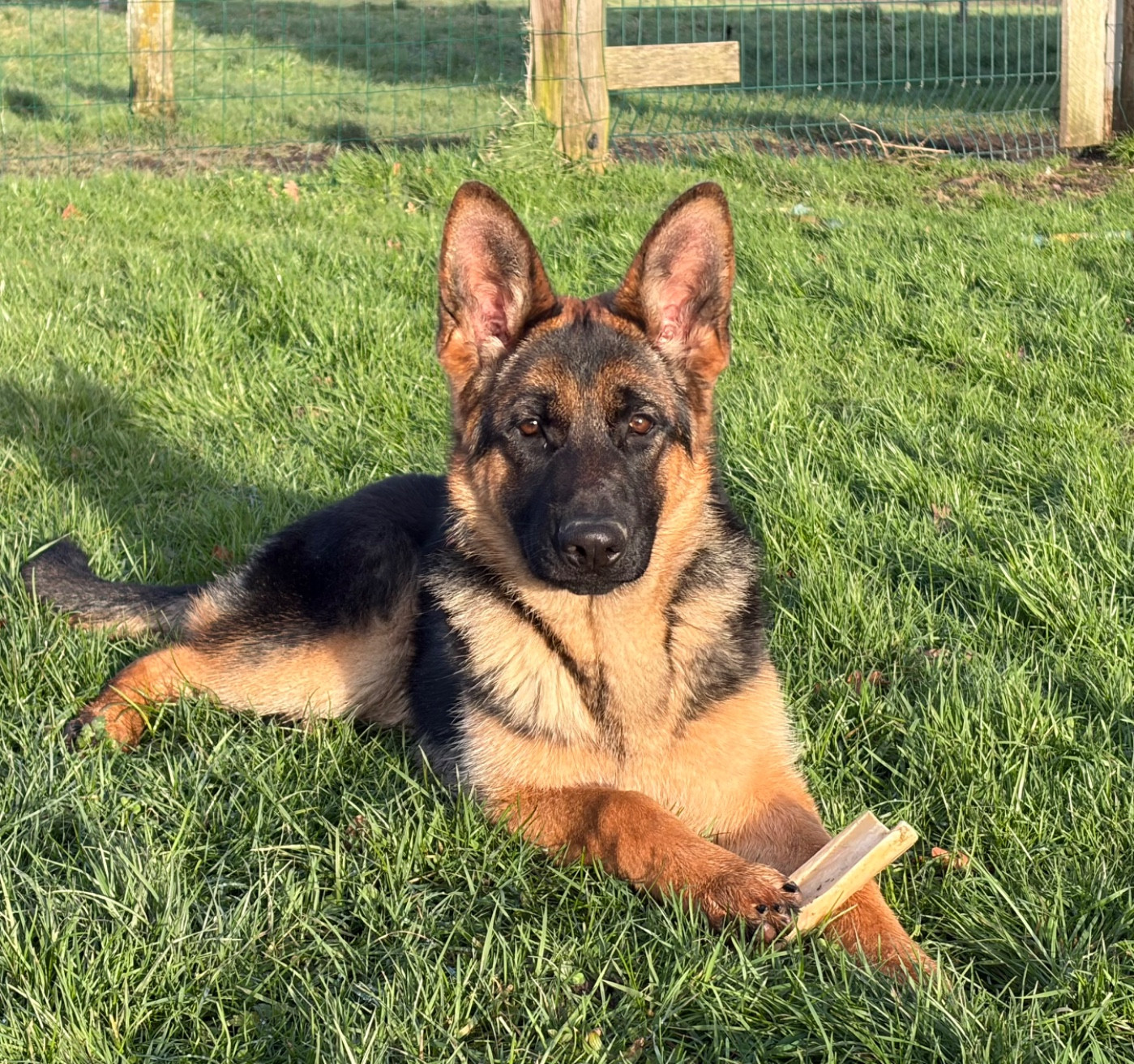 Chiot Berger Allemand du Vent de Traverse