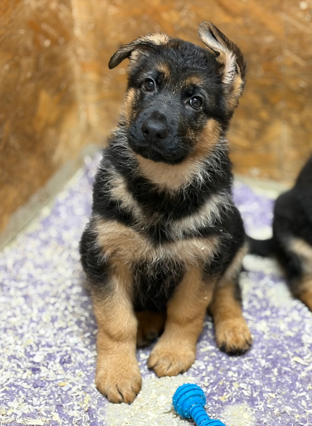 du Vent de Traverse - Berger Allemand - Portée née le 04/11/2025