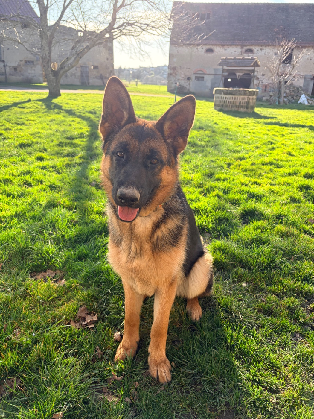 du Vent de Traverse - Chiots disponibles - Berger Allemand