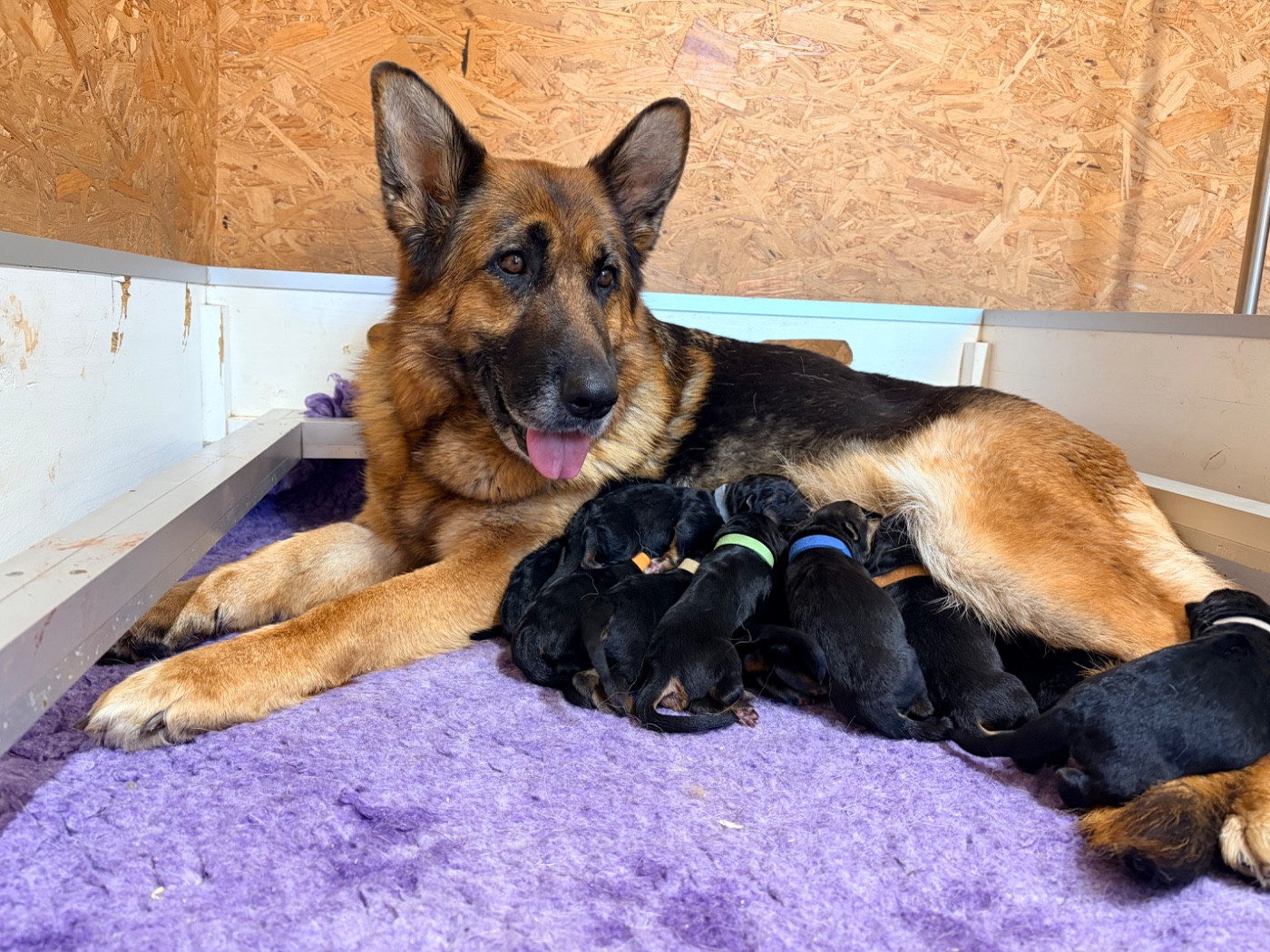 du Vent de Traverse - Chiots disponibles - Berger Allemand
