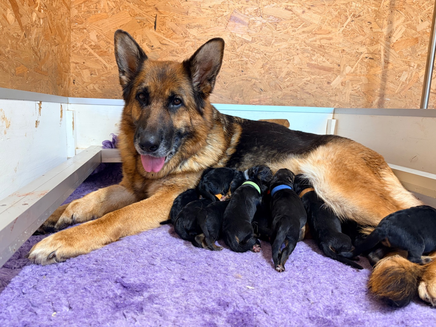 du Vent de Traverse - Chiots disponibles - Berger Allemand