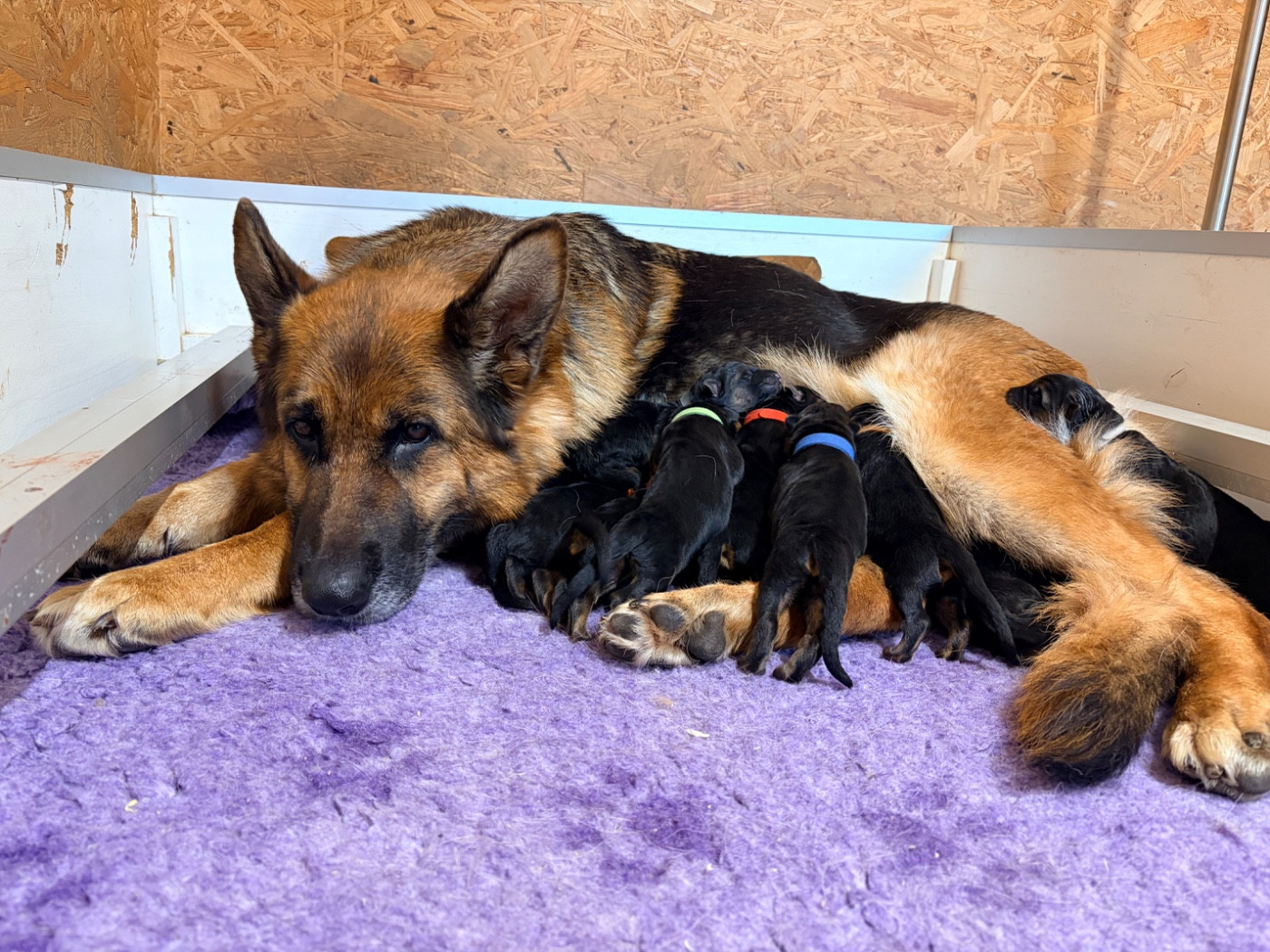 du Vent de Traverse - Chiots disponibles - Berger Allemand