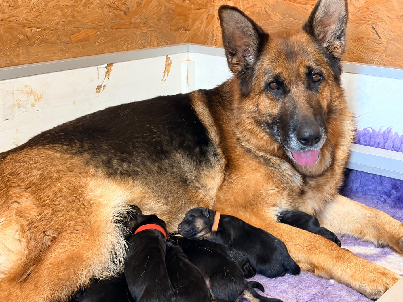 du Vent de Traverse - Chiots disponibles - Berger Allemand