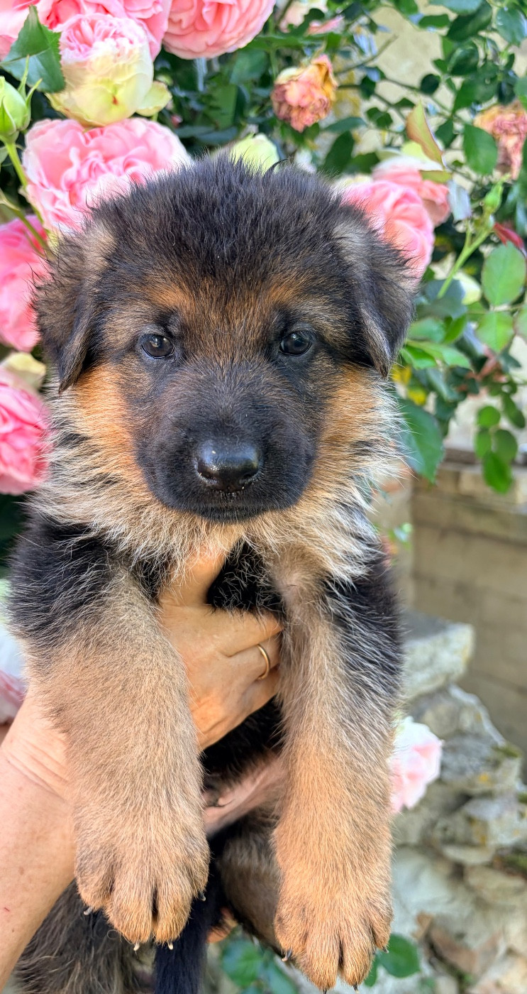 du Vent de Traverse - Chiots disponibles - Berger Allemand