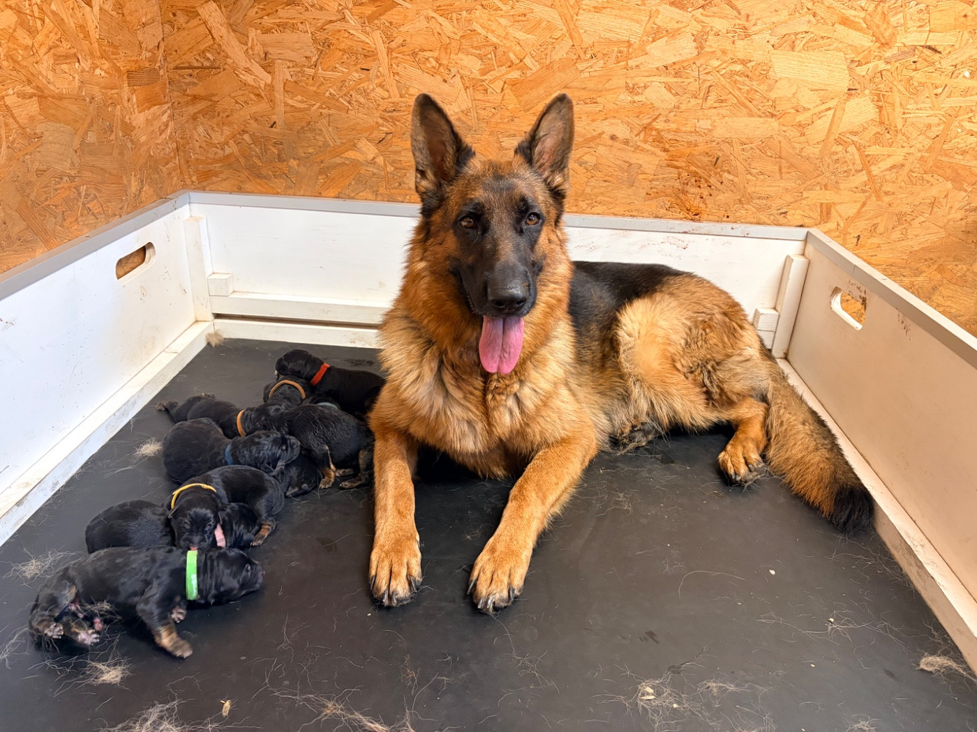 du Vent de Traverse - Chiots disponibles - Berger Allemand