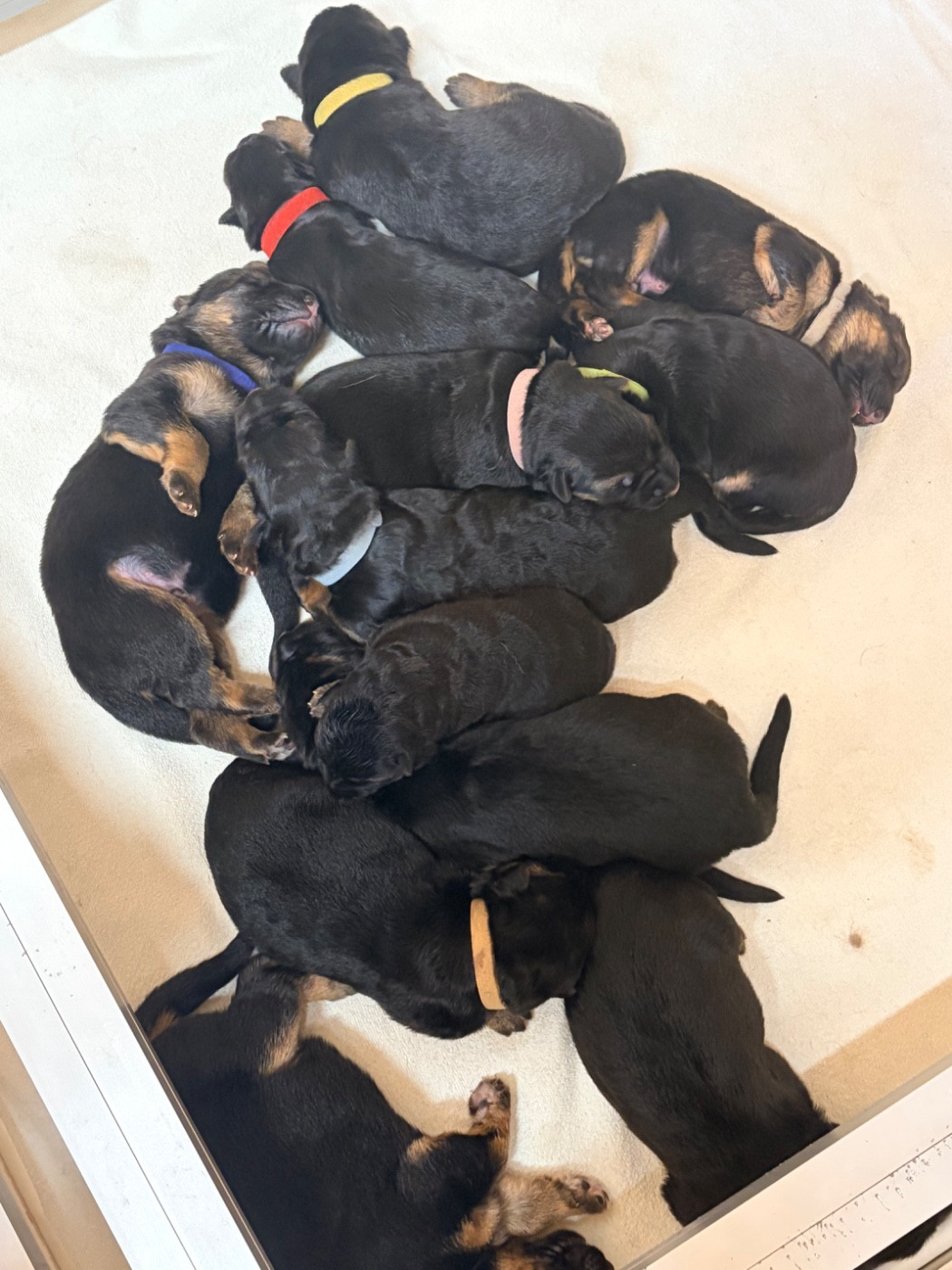 du Vent de Traverse - Chiots disponibles - Berger Allemand