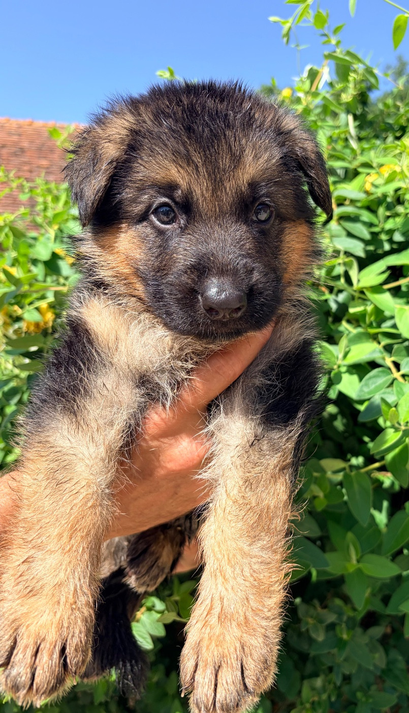 du Vent de Traverse - Chiots disponibles - Berger Allemand