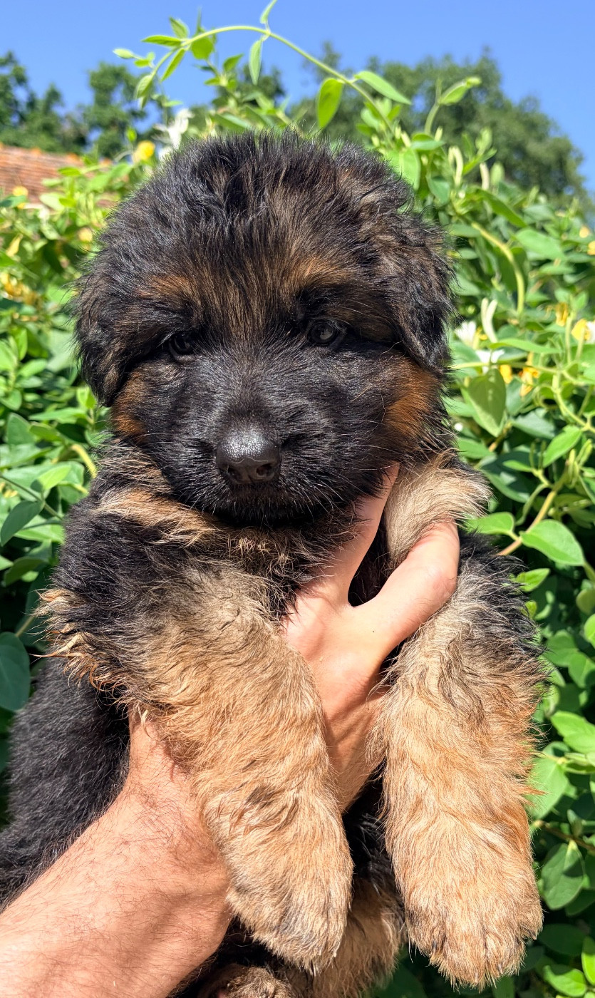 du Vent de Traverse - Chiots disponibles - Berger Allemand