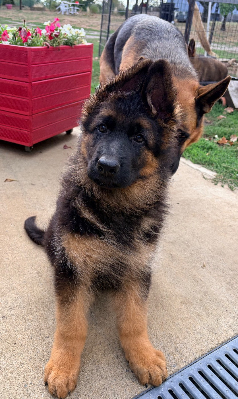 du Vent de Traverse - Chiots disponibles - Berger Allemand