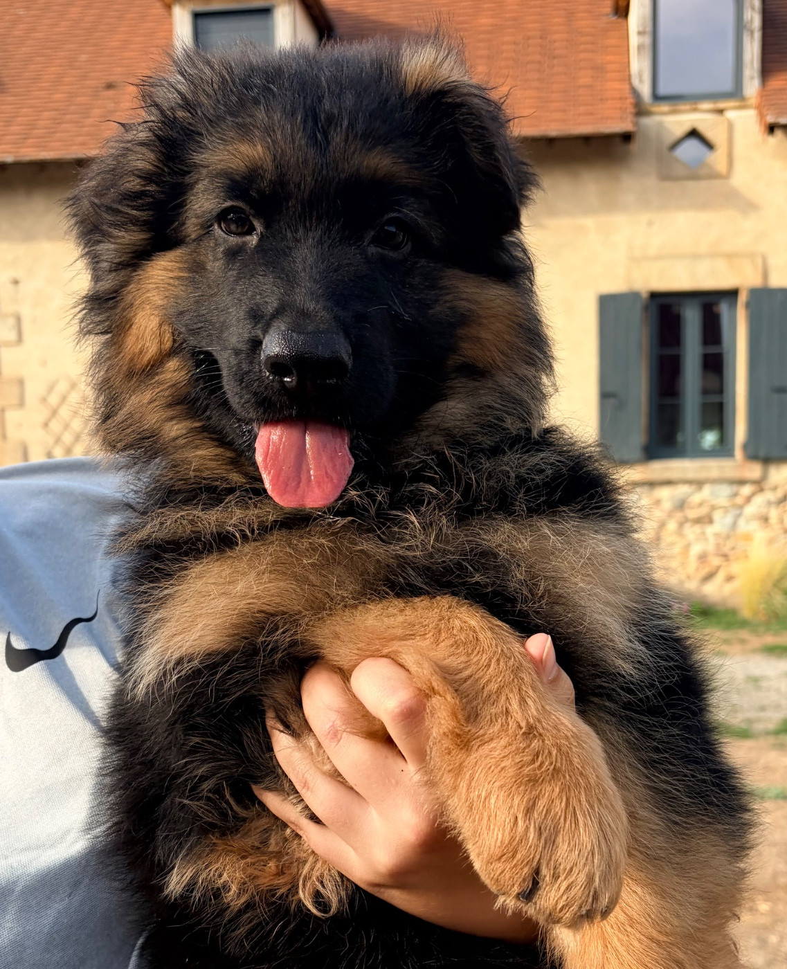 Chiot Berger Allemand Poil Long du Vent de Traverse