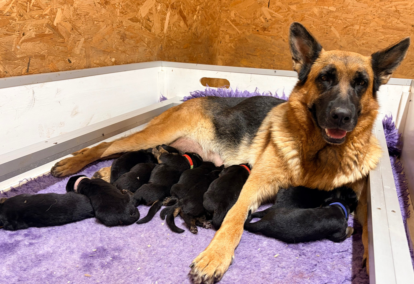 du Vent de Traverse - Chiots disponibles - Berger Allemand