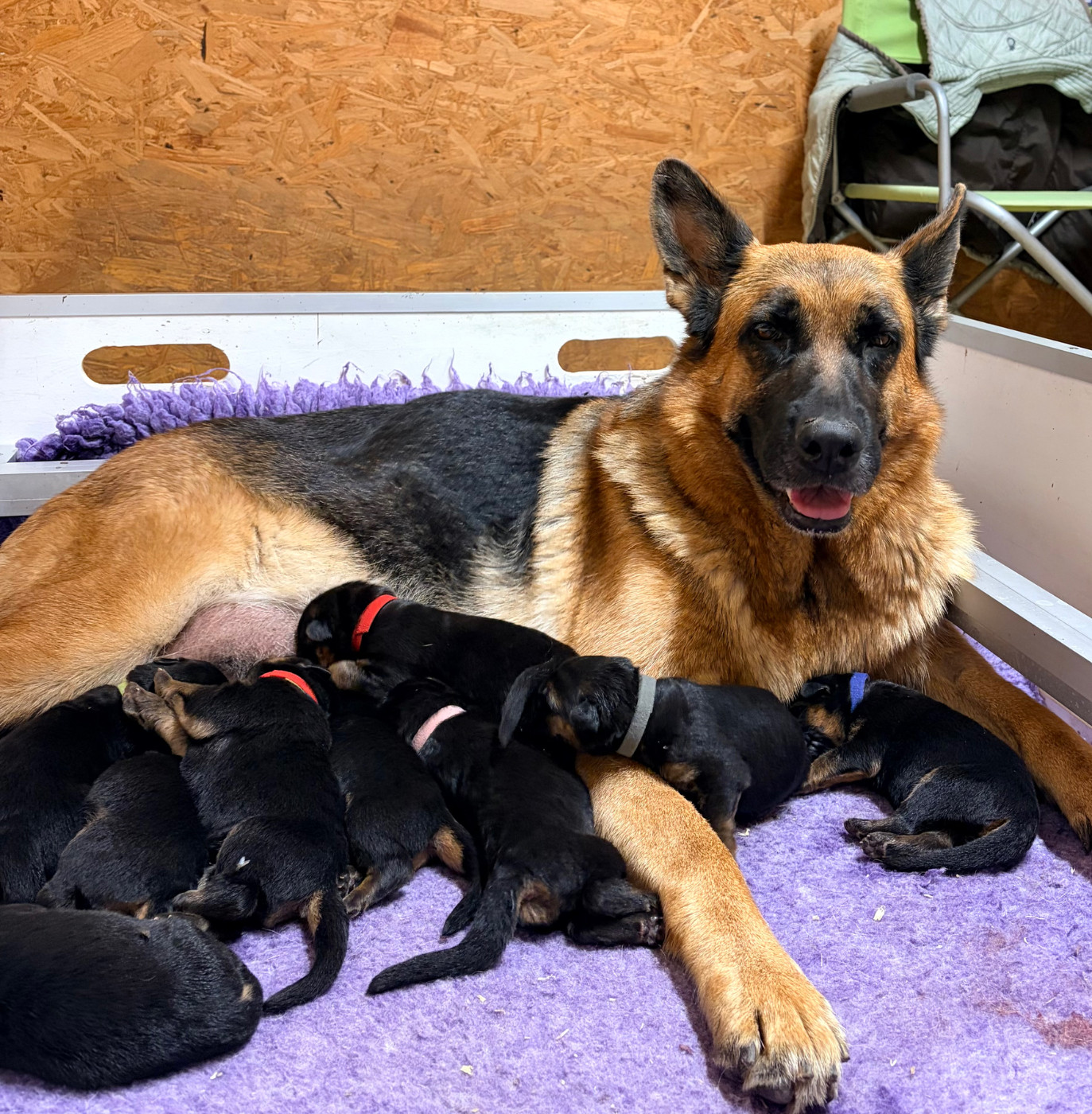 du Vent de Traverse - Chiots disponibles - Berger Allemand