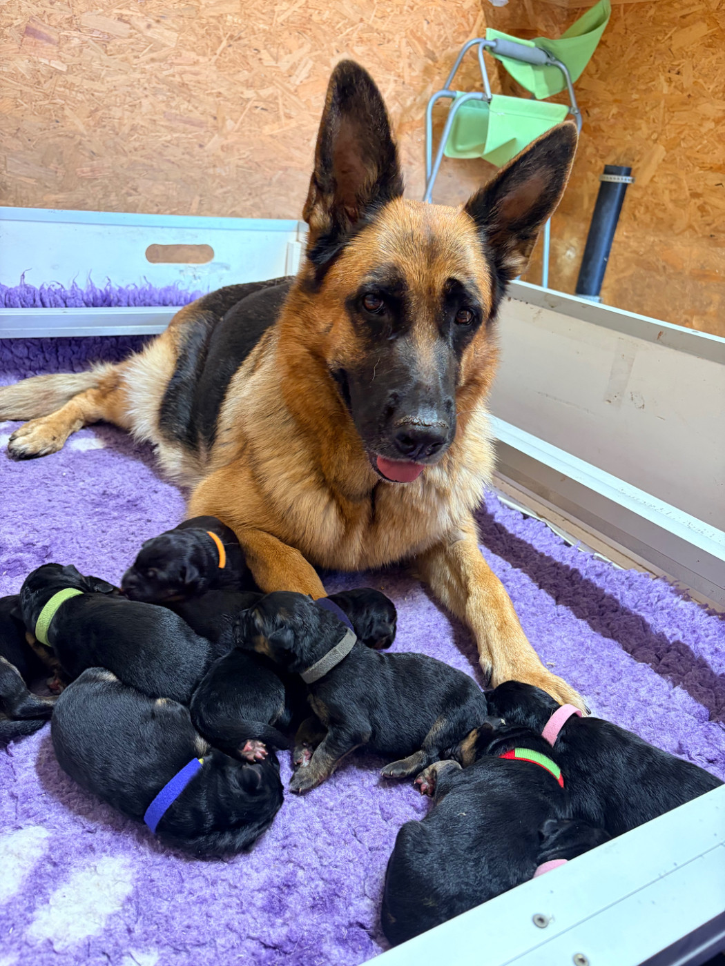 du Vent de Traverse - Chiots disponibles - Berger Allemand
