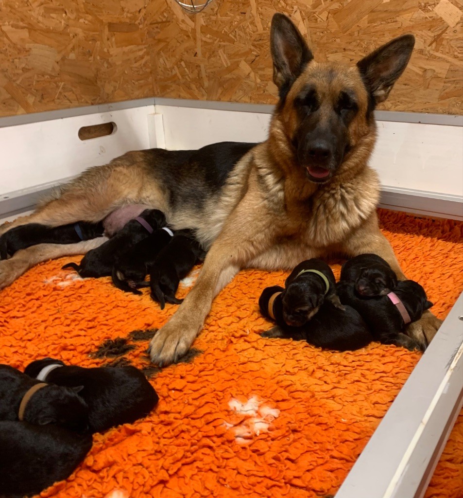 du Vent de Traverse - Chiots disponibles - Berger Allemand