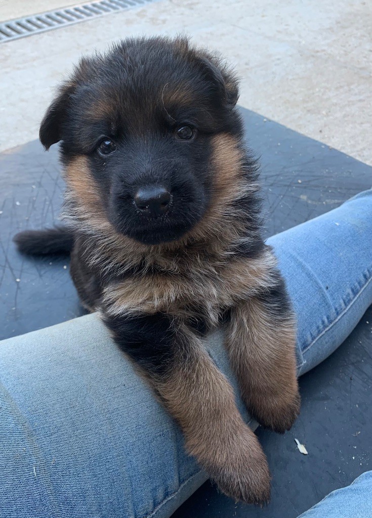 Chiot Berger Allemand du Vent de Traverse