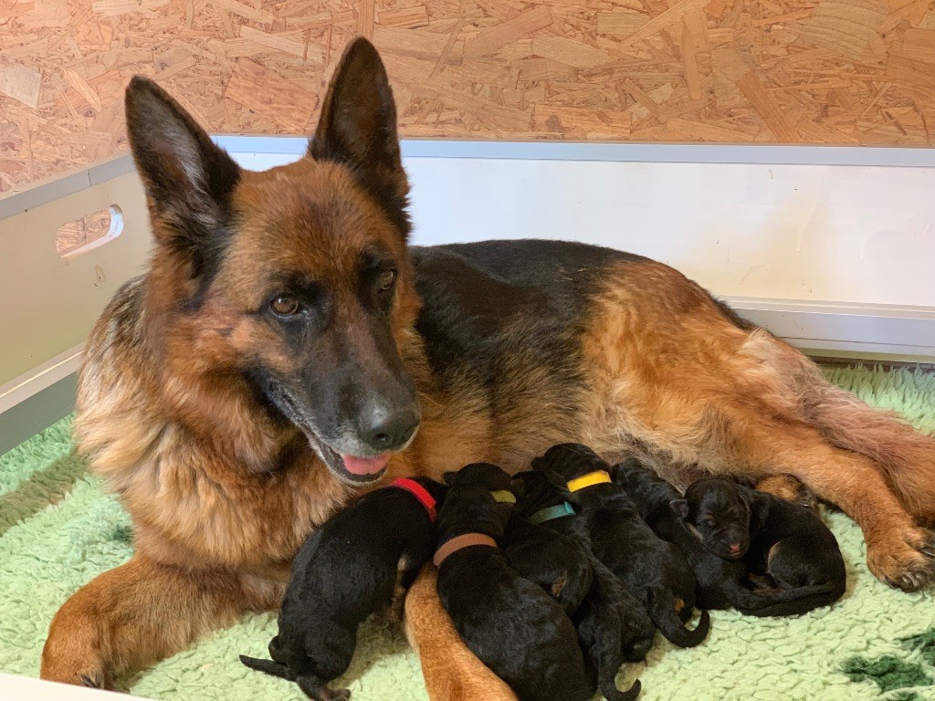 Chiot Berger Allemand du Vent de Traverse