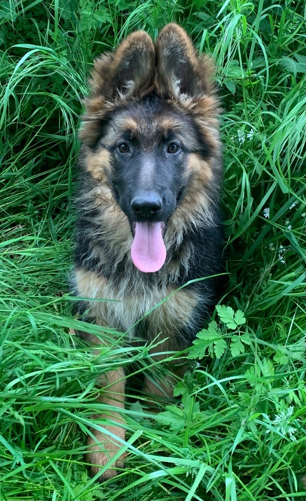 du Vent de Traverse - Chiots disponibles - Berger Allemand