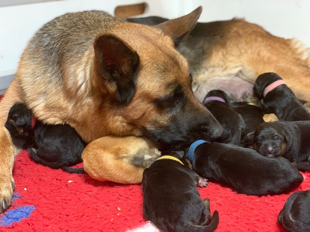 du Vent de Traverse - Chiots disponibles - Berger Allemand