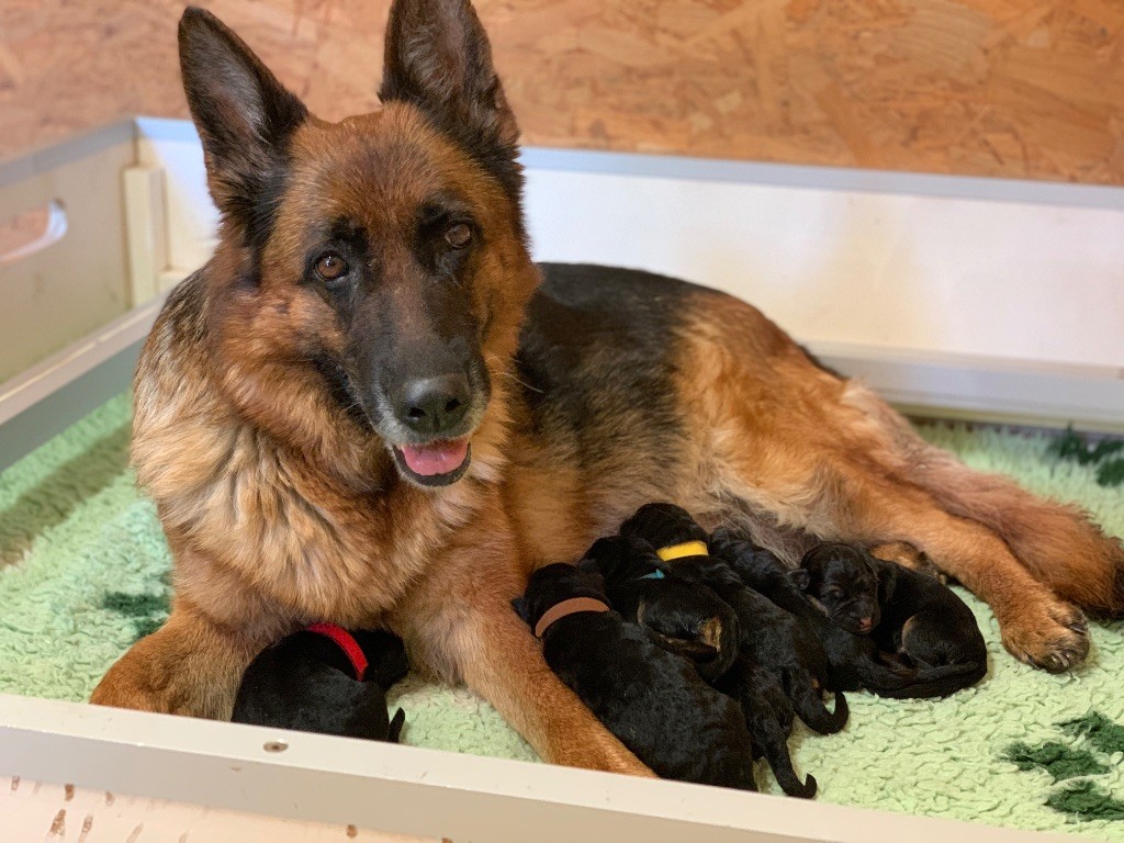du Vent de Traverse - Chiots disponibles - Berger Allemand
