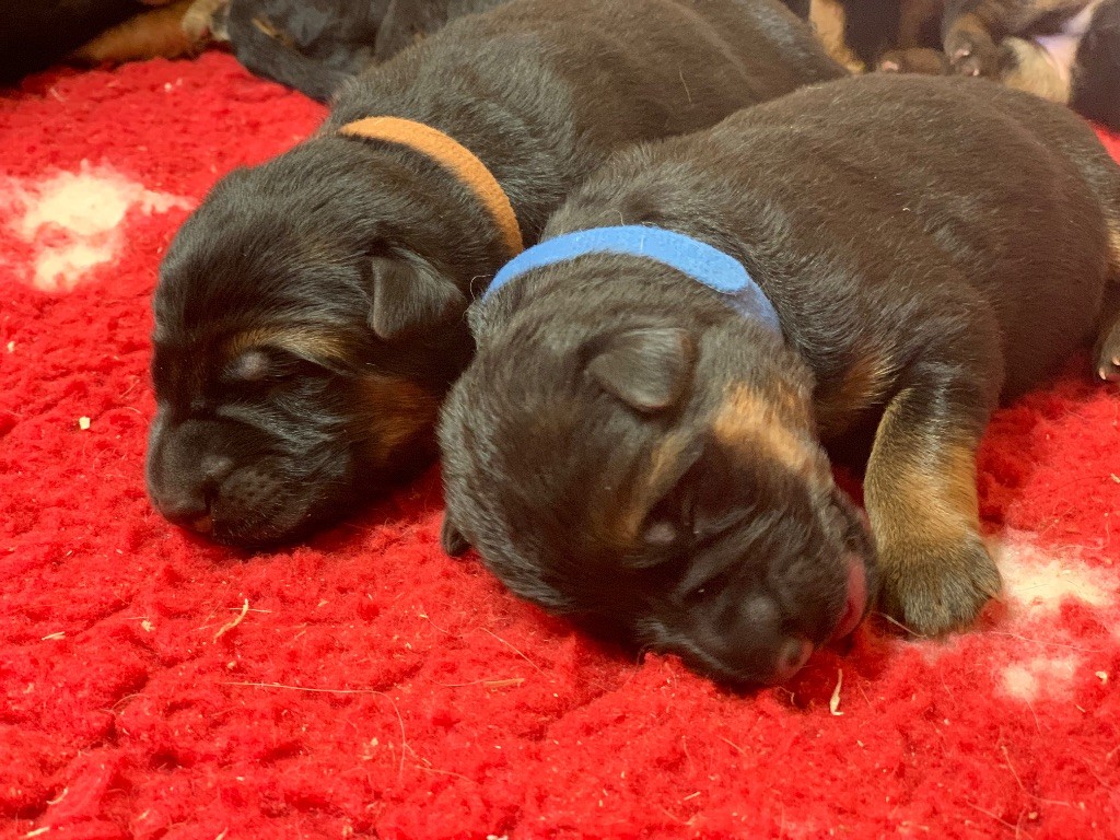 du Vent de Traverse - Chiots disponibles - Berger Allemand