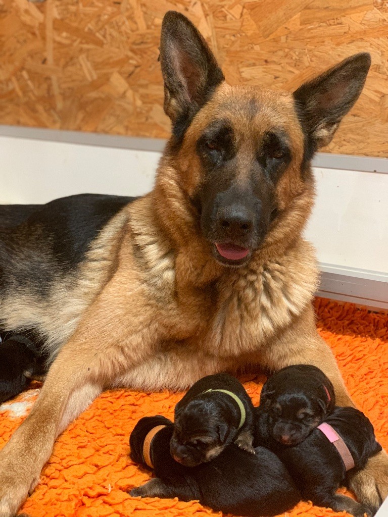 du Vent de Traverse - Chiots disponibles - Berger Allemand