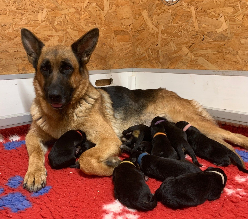 Chiot Berger Allemand du Vent de Traverse