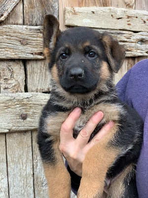 CHIOT