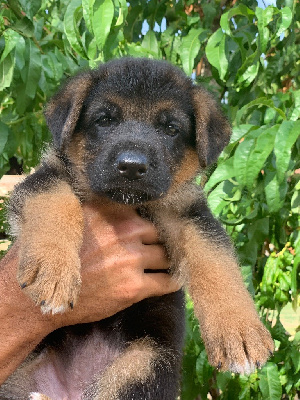 CHIOT