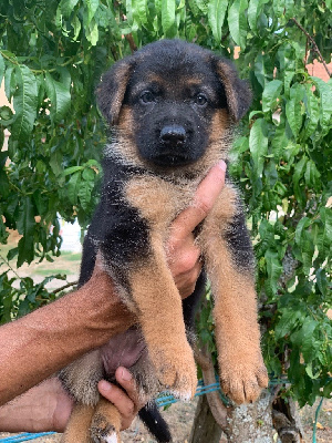CHIOT