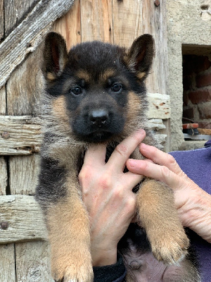 CHIOT
