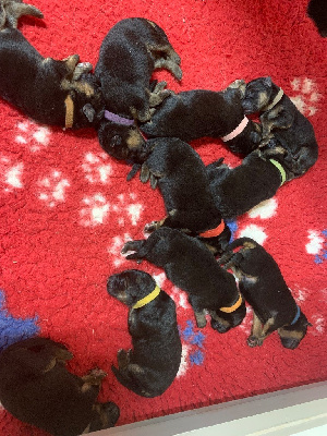 CHIOT