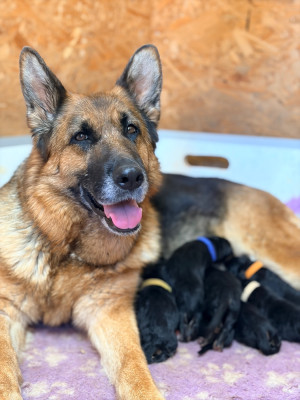 CHIOT 6