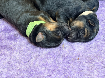 CHIOT 1