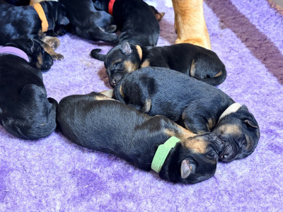 CHIOT 4