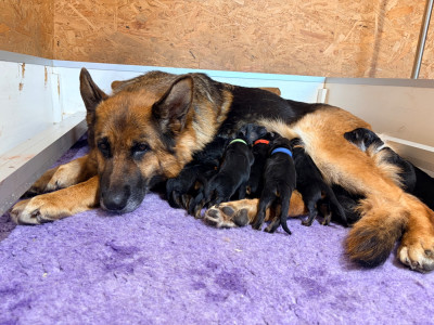 CHIOT 7