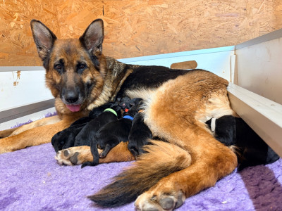 CHIOT 8