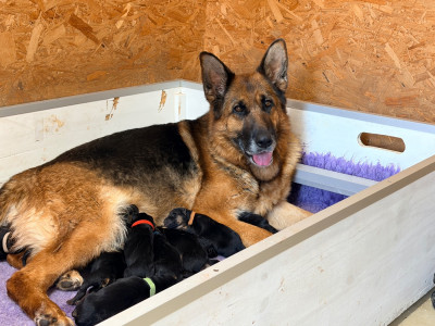 CHIOT 9