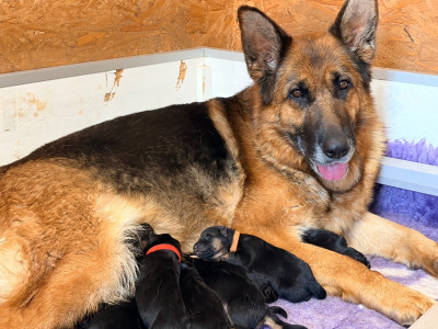 CHIOT 10
