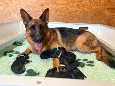 CHIOT 2