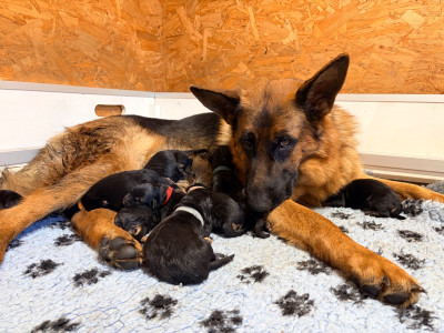 CHIOT 3