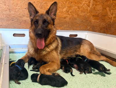 CHIOT 4