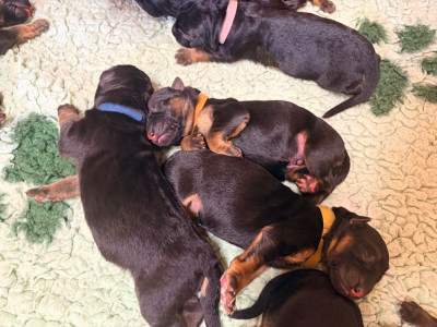 CHIOT 6