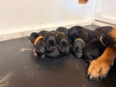 CHIOT 7