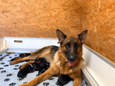 CHIOT 8