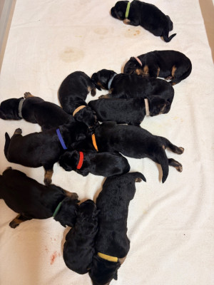 CHIOT 2
