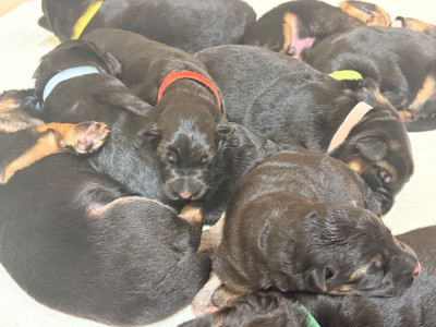 CHIOT 3