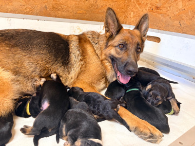 CHIOT 4