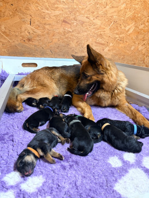 CHIOT 6