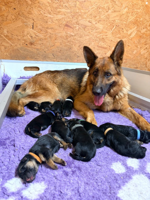 CHIOT 7